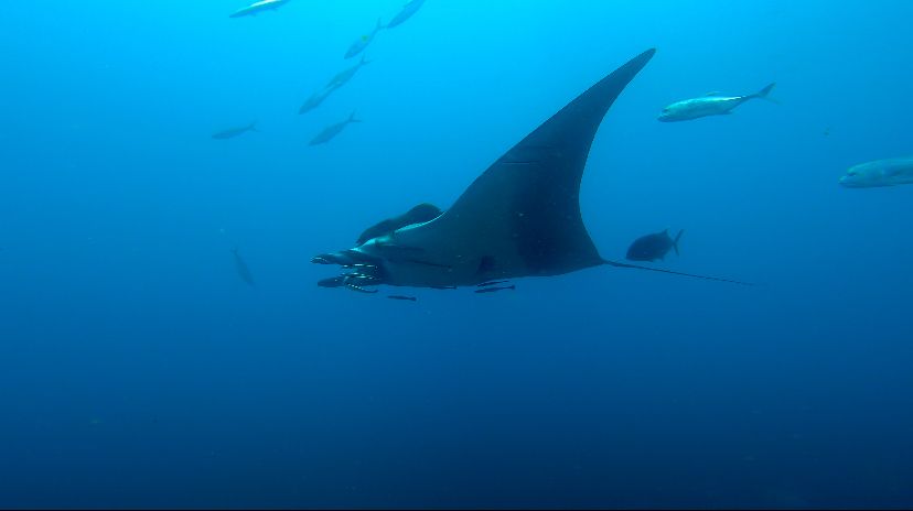 Manta ray Similan Islands