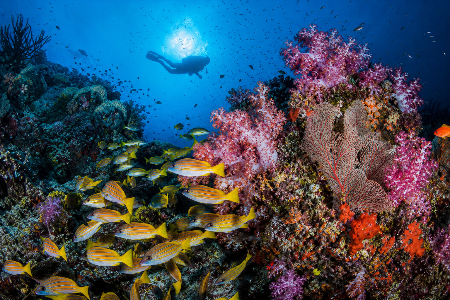 Diver exploring a vibrant reef in the Philippines